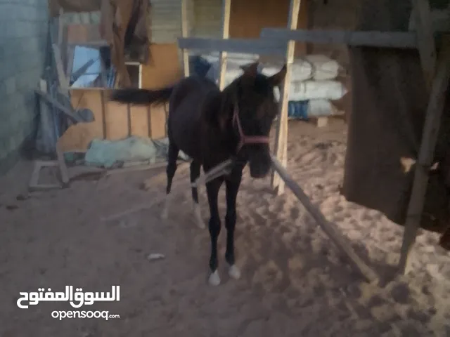 خيل للبيع فلوه