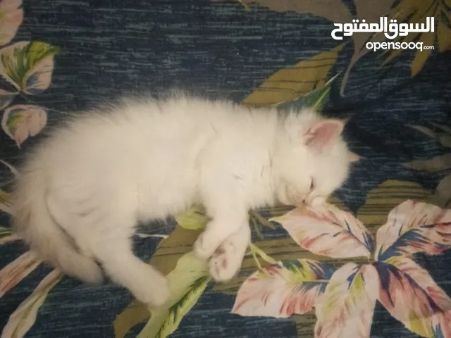 القطط عمر شهر ونص