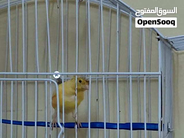 كنارين وزوجين طيور حب