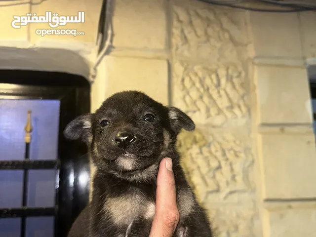 جراء جيرمن شبرد بسعر مغري