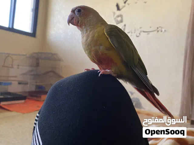 متاح ببغاء جرين شيك اناناس اليف عجينه بالايد هدد داخلي وخارجي ( طيران حر خارج البيت )  اقرأ الوصف ..