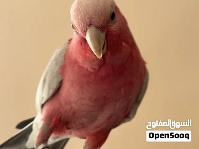 بغبغاء كوكاتو