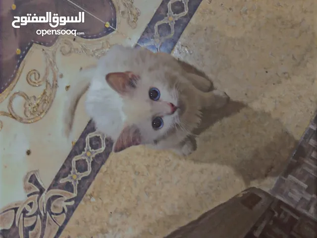 قطوسة تبارك الرحمن جميلة
