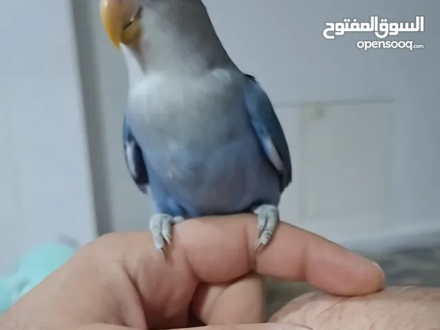 روز اليـــف جــــدا 100%
