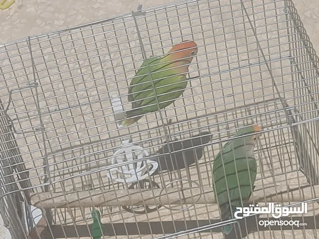 روز ذكر وانثى