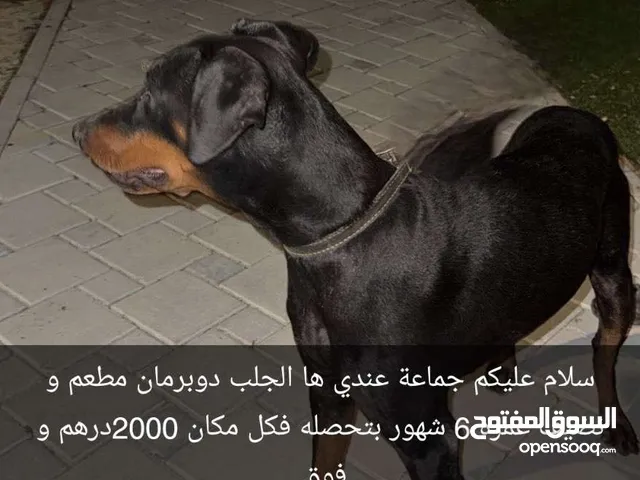 معطي تطعيم أو منظف