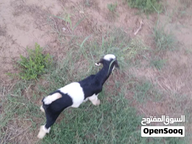 ابحث عن اغنام في لوى شوف الوصف