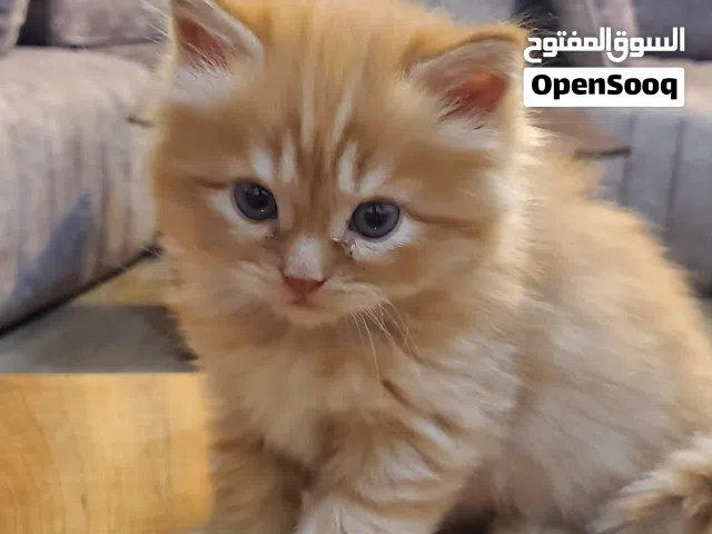 قطط شيرازي للبيع