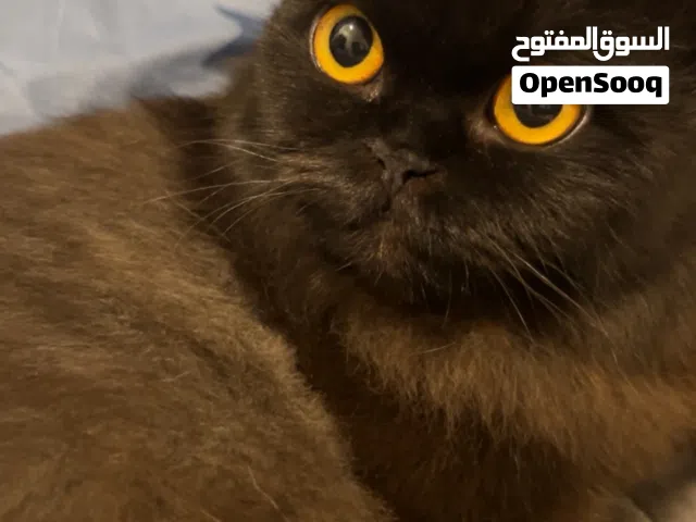قط سكوتش فولد طالبه تزاوج مطلوب قط ذكر سكوتش فولد لتبني