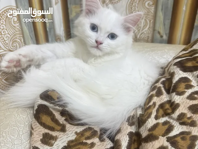قط شيرازي للبيع نثية ونضيفة