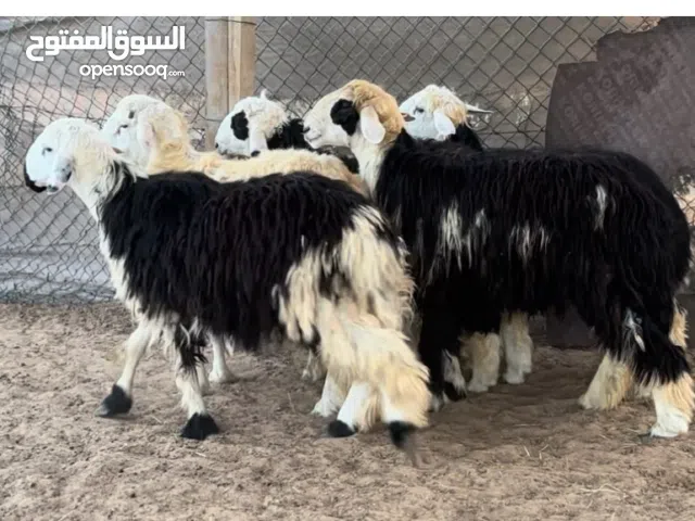 خرفان نجديات تربية الدار وماشاء الله سمان فوول واحجام وأوزان طيبة يصلحن ذباح او مشاريع تربية