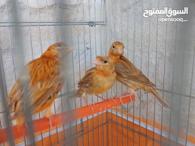 بسم الله الرحمن الرحيم