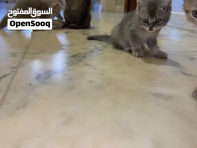 للبيع سكوتشلل