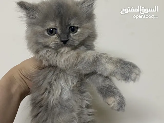 الام شنشلاا والاب سكوتش