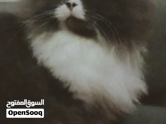 قطه للبيع أنثى مطعمه جميع التطعيمات ومعقمه نوعها شيرازي شانشيلا مكس بيتيه