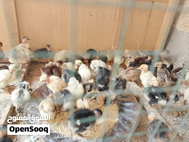 فراخ دجاج ابو ركيبه اقرا الوصف وراسلني