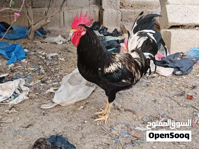 متاح ديوجة للبيع
