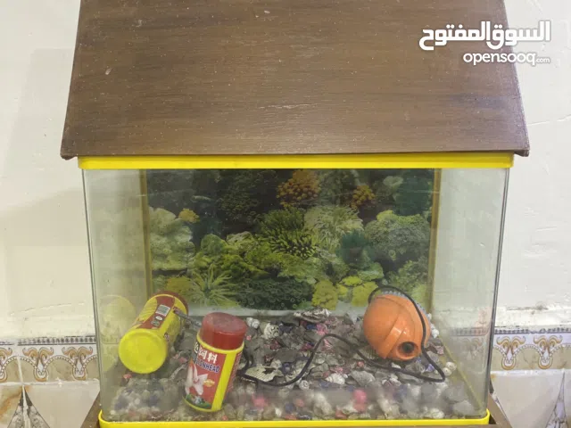 حوض اسماك نجاره خشب اصلي مع جهاز غاز واكل اسماك هدية وصخور زينه