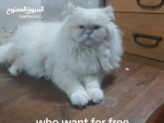 قطط للتبني