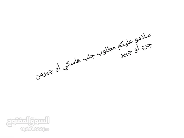 هاسكي أو جيرمن