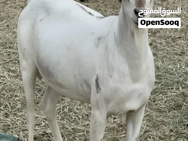 جدي صومالي للبيع /    Somali goat for sell