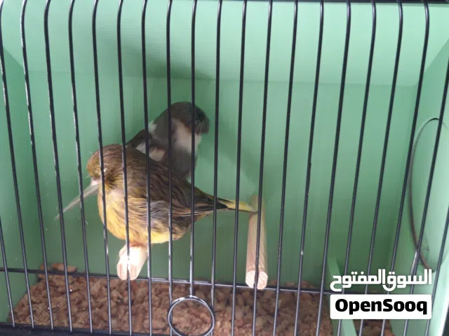 كوبيات جلوستر منتجة كل شيء بالصور والفيديو مواصفات تبارك الله