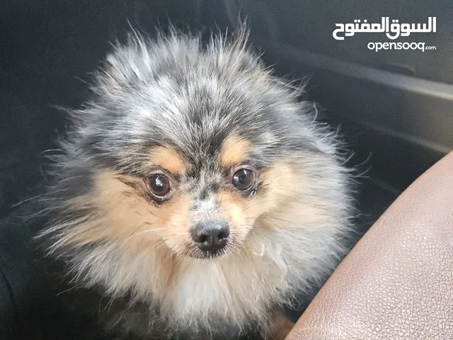 فرصة لاصحاب الذوق الرفيع باومارينيوم ذكي و نادر و لعوب و مميز كامل الأوراق و المطاعيم لاصحاب التميز