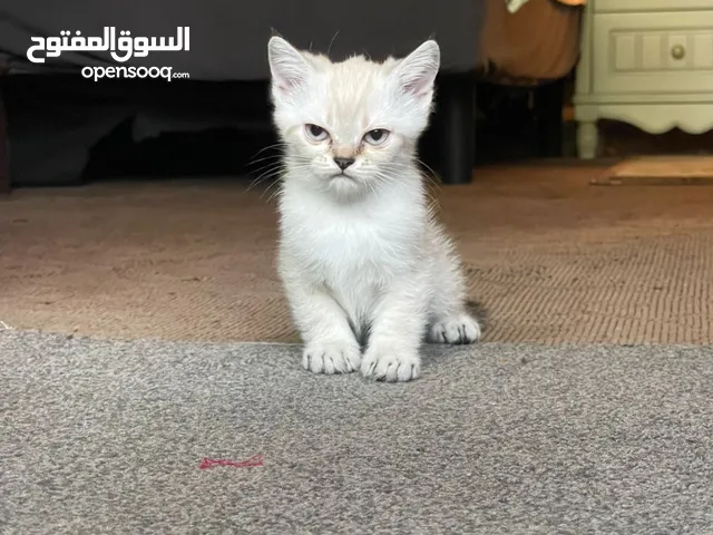 Siamese short hair female kitten