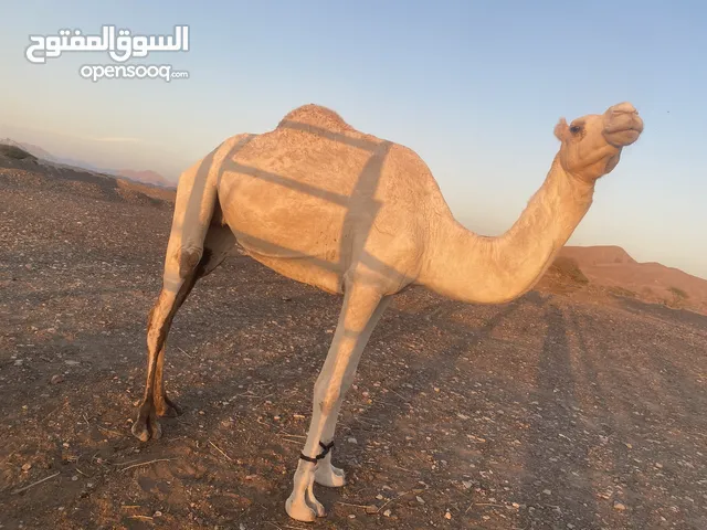 ناقه سودانيه