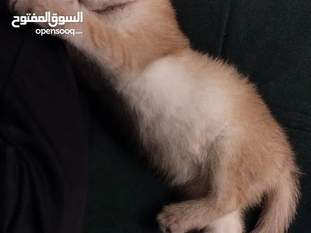 سكوتش جولد ذهبي اللون جميييل جدا عالواقع من ام سكوتش ستريت بيرتش و اب جولد