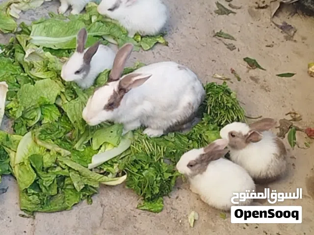 ارانب نثيه وذكر معا ارانب صغيره