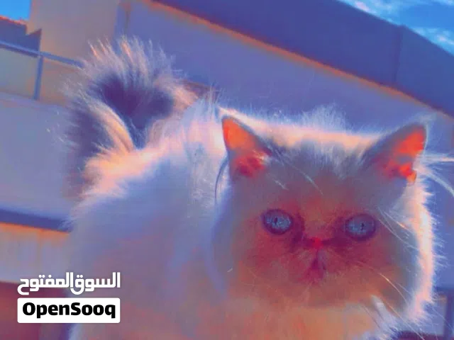 دكر عمره 5 شهور بيكي فيس