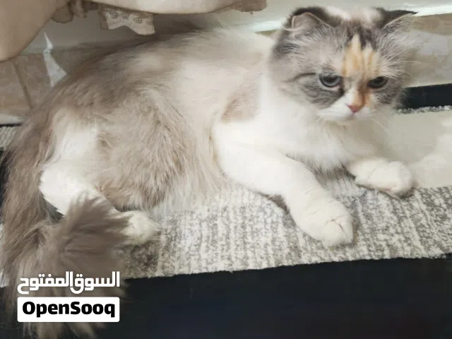 قطتين للبيع بصحة جيده وتربيه بيت ( الوصف مهم!