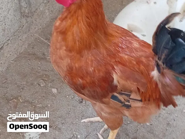 ديك فرنسي للبيع