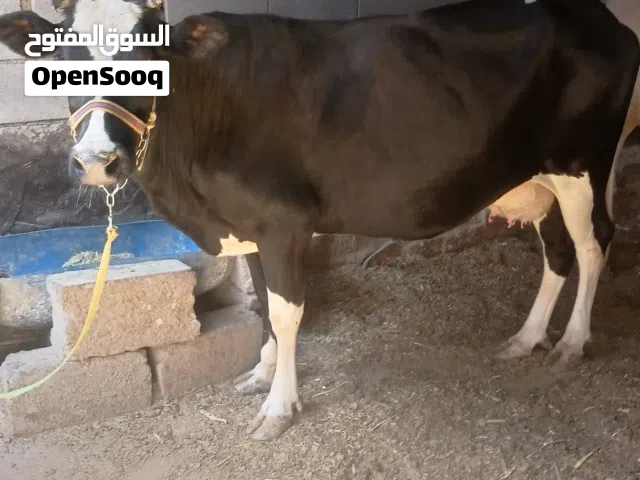 سلام عليكم اقرأ الوصف