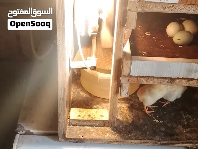 فقاسه ابتسع  120 بيضه