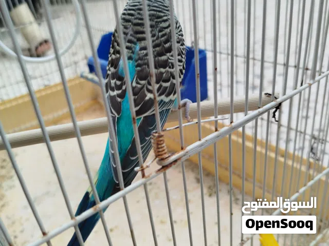 كوبيه بقلينو