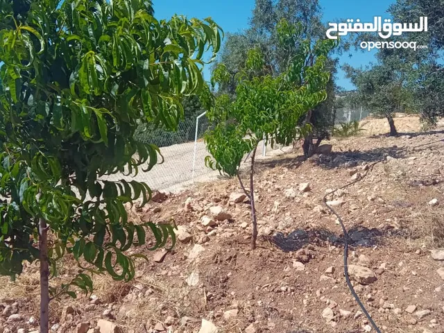 Farm Land for Sale in Amman Abu Al-Sous