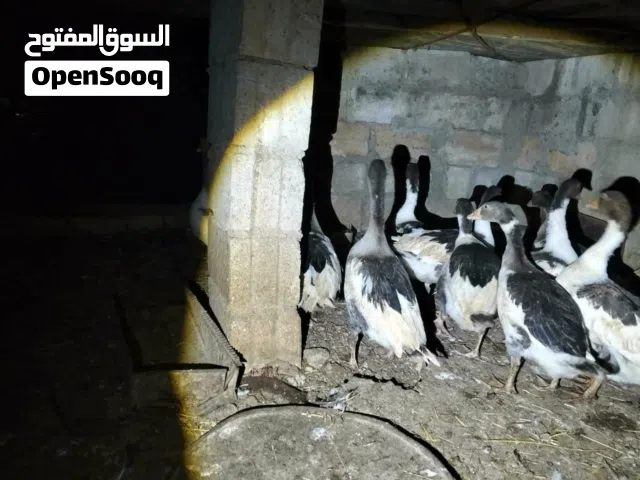اوز جامبو عمر سنه ونص عشر حبات
