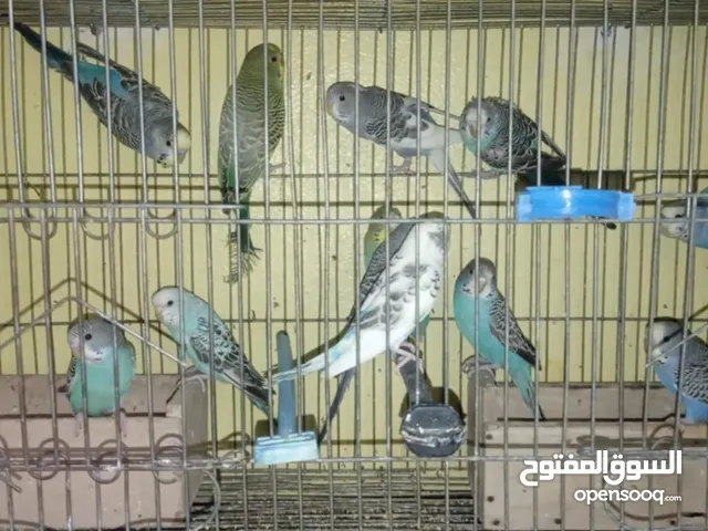 متاح عصافير
