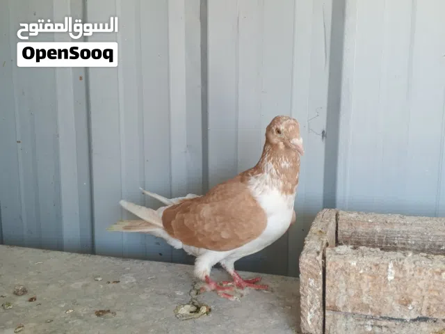 طيرة رزية صفرا