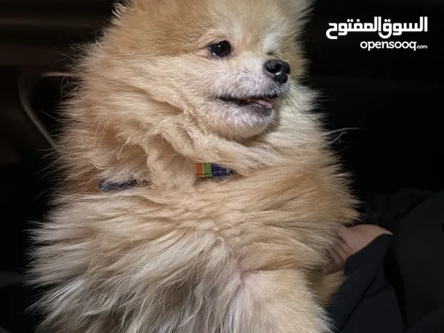 كلب عمره ثلاث شهور