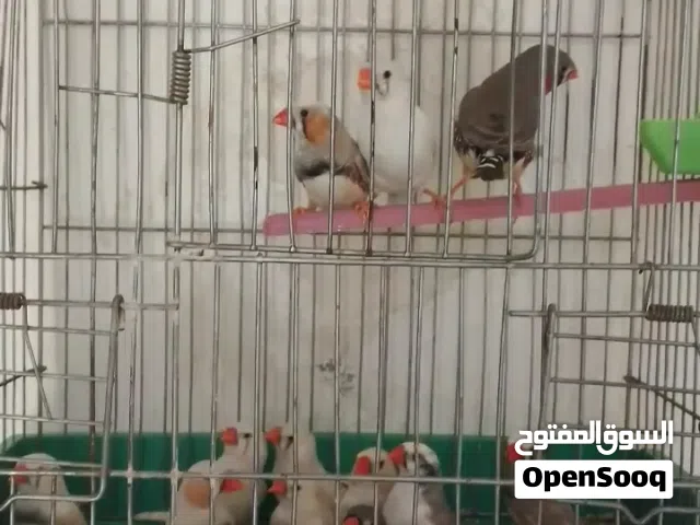 كوبيات زيبرا منتجات ربي يبارك