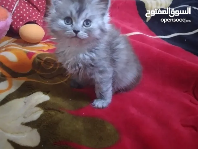 قطط شيرازي للبيع او التبني في الإسكندرية : افضل سعر