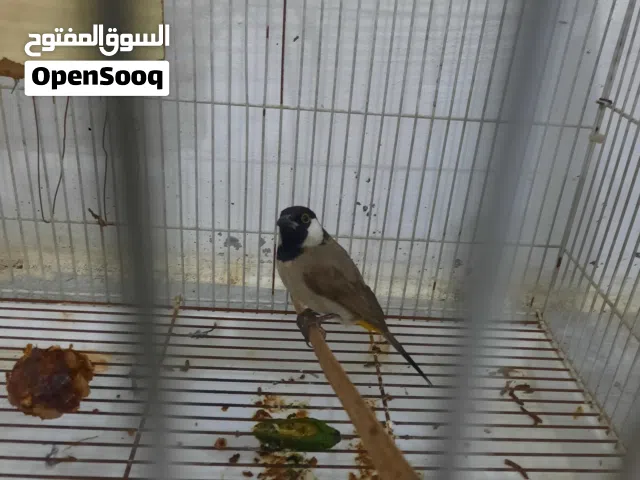 بلبل مندلاوي فحل أليف