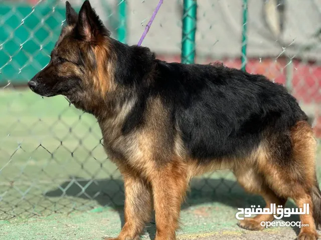 German shepherd f&m