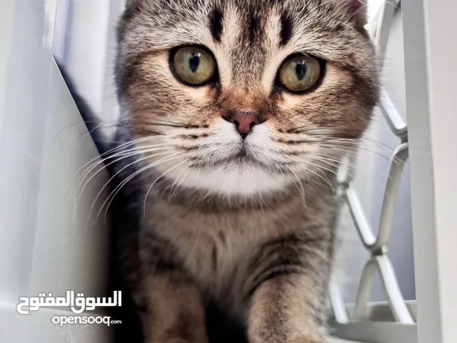 British shorthair female cat looking for adoption only for adoption. NOT REAL PRICE