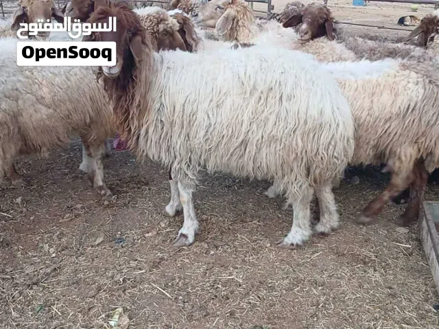 ذبائح بصلاة على النبي