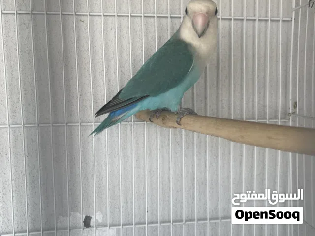للبيع روز أزرق مميز تركوازي