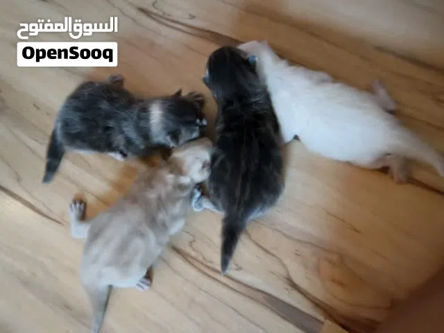 maine connection Persian mix / selling all kittens and parents